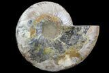 Polished Ammonite Fossil (Half) - Agatized #67901-1